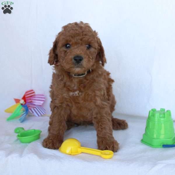 Calvin, Mini Goldendoodle Puppy